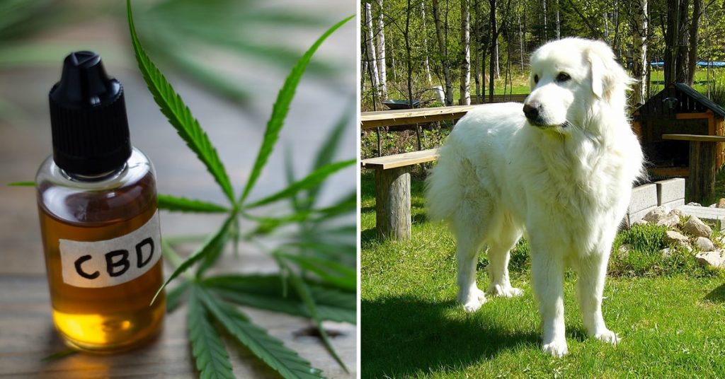 cbd oil for dogs pain reviews