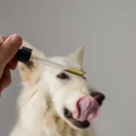 CBD Oil for Dogs: Pain Management Solutions Reviewed by Experts