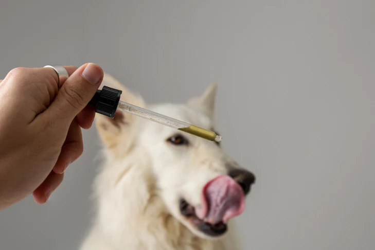 CBD Oil for Dogs: Pain Management Solutions Reviewed by Experts